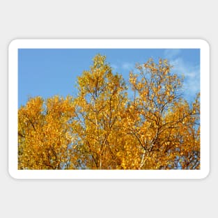 Aspen in Autumn Sticker